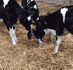 搞笑视频三驴子爆料,揭秘娱乐圈那些不为人知的幕后趣事 第1张 搞笑视频三驴子爆料,揭秘娱乐圈那些不为人知的幕后趣事 第1张